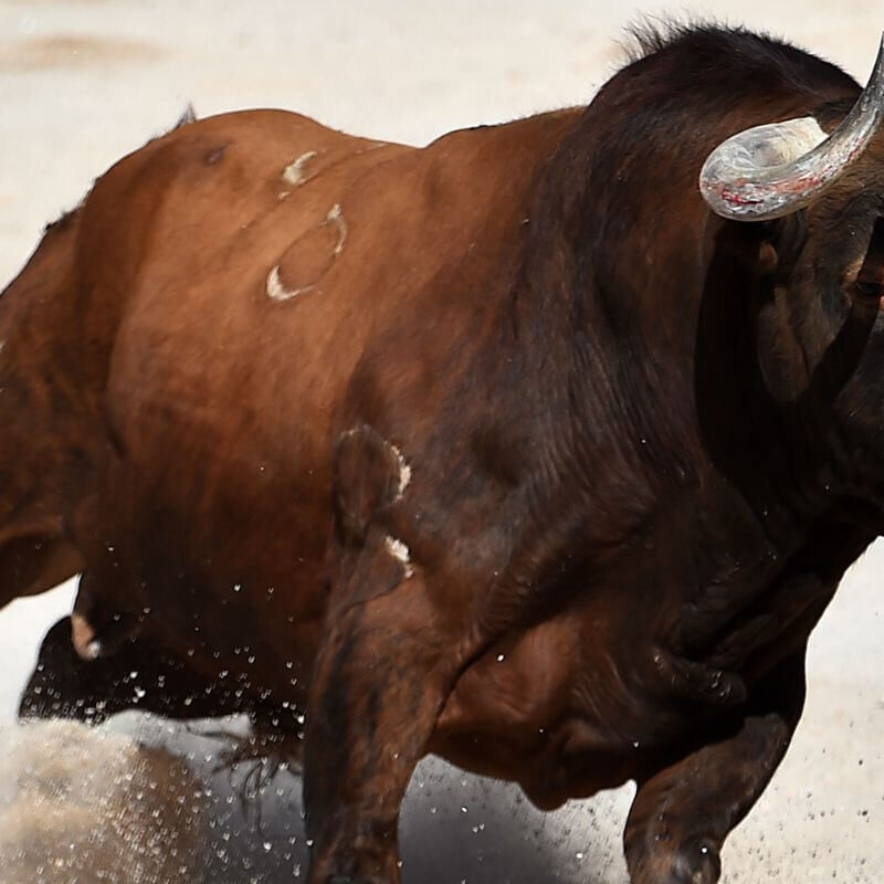 el carnaval del toro de ciudad rodrigo