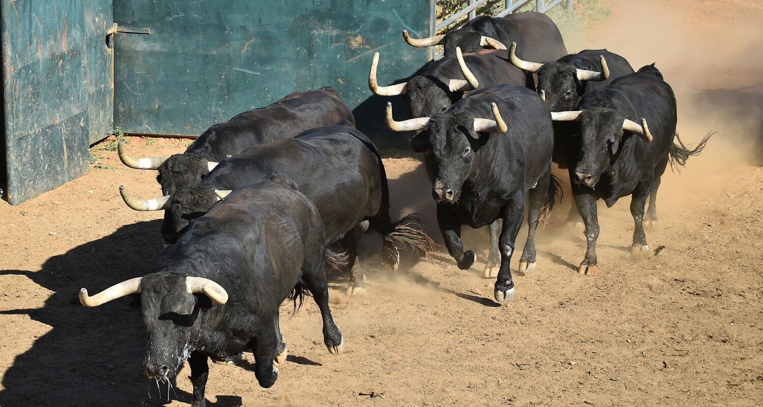 el carnaval del toro-tradiciones de españa