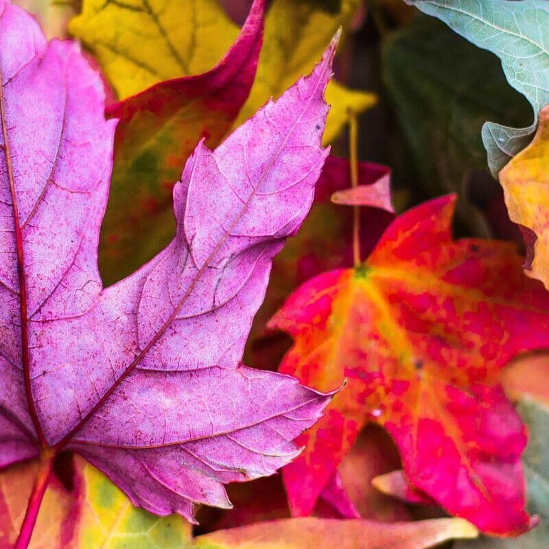 Colores del otoño-aprender español