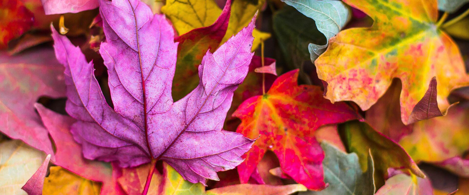 Otoño en Colores: Cosechas, Cambios y Refranes